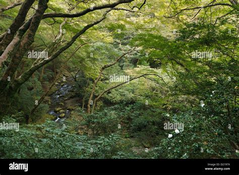  Le Parc du Mino d'Osaka: Un labyrinthe vivant et une aventure mythologique!